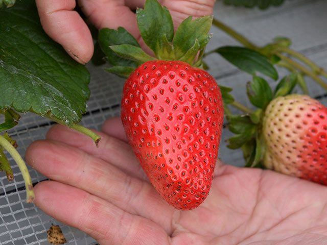 はないちご農園・完熟まりひめ 大粒（約400g）12粒入り | 安心堂 食の