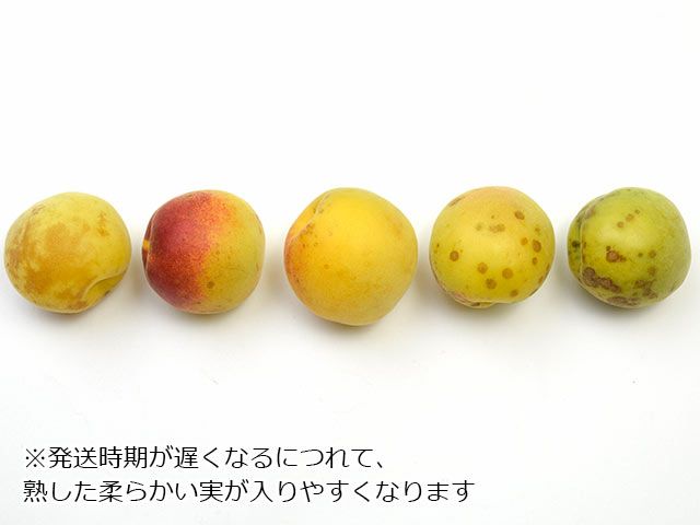 レビュー高評価の商品！小田原産 青梅 白加賀 1キロ 果物 | sos.cafe