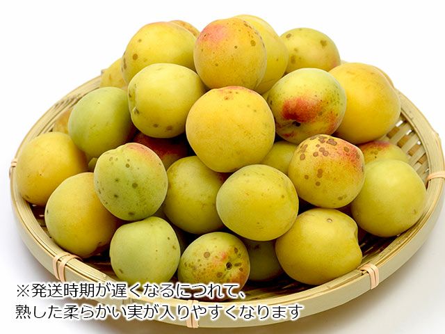 あすなろファーム・小田原曽我の無農薬青梅【白加賀】5kg