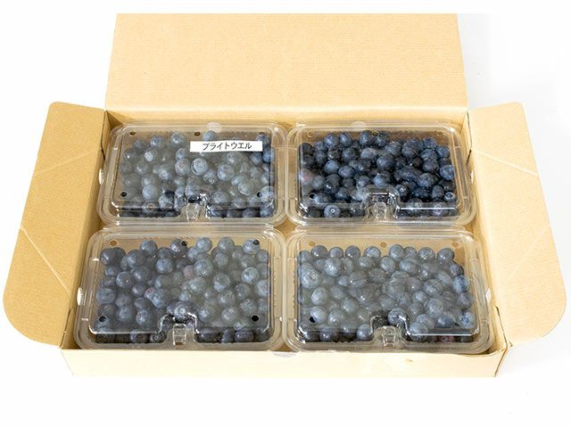 八木下農園・ブルーベリー（250g）×4パック | 安心堂 食のSELECT