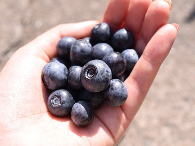 冷凍便農園直送ブルーベリーミックス１.５ｋｇ - 果物