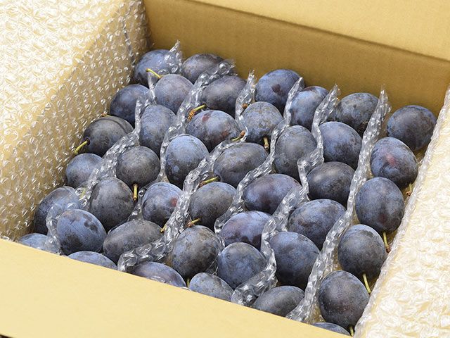 青森県産農薬不使用プルーン10キロ送料無料 ドライフルーツ プルーン 無添加」の人気商品一覧 | 安い商品を