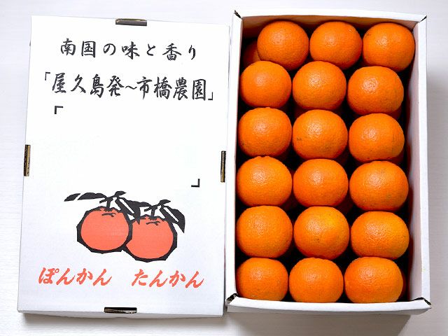 キンカン 1kg A4箱たっぷり 金柑 送料無料112 - 果物