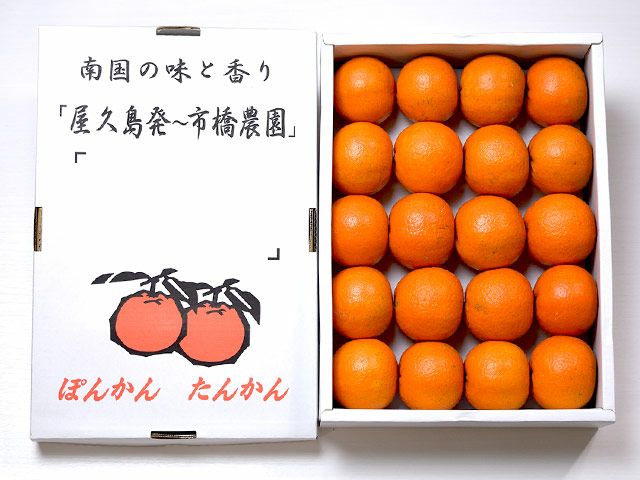 市橋農園・屋久島たんかん（3kg）20玉【6年連続金賞受賞】 | 安心堂 食のSELECTネットショップ