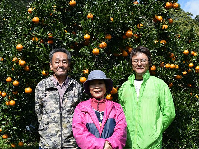 市橋農園・屋久島たんかん（3kg）20玉【6年連続金賞受賞
