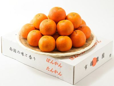 添田農園・柳蓮田海老芋（1.5kg） | 安心堂 食のSELECTネットショップ