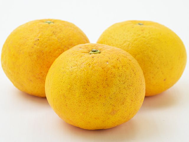 日野さんの自然農法甘夏【特選】10kg（自然栽培・農薬不使用