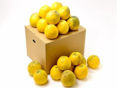 萩森農園・完熟せとか2.5kg(10～16個)【家庭用】 | 安心堂 食の