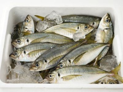 日海丸 漁師直送 平塚の真アジ 3kg 熨斗 カード不可 安心堂 食のselectネットショップ 日海丸 漁師直送 平塚の真アジ 3kg 熨斗 カード不可 安心堂 食のselectネットショップ