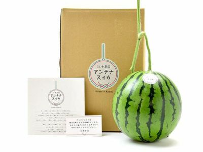 スイカタロウ Amazon.co.jp: 接ぎ木 大玉スイカ 羅皇ザ・スウィート 9cmポット