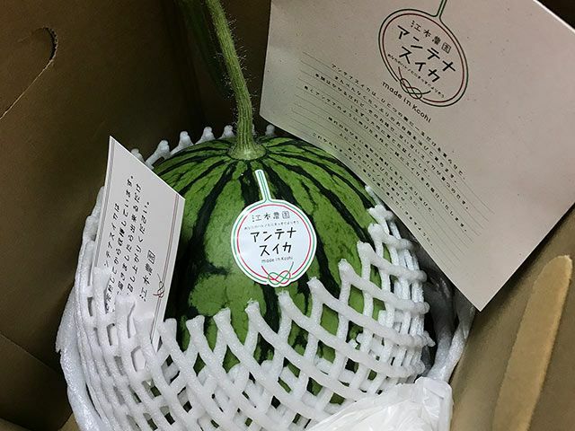 江本農園・12月 冬のアンテナスイカ（1玉） | 安心堂 食のSELECT