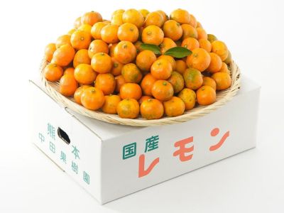 中田果樹園・完熟シークワーサー（5kg） | 安心堂 食のSELECTネット