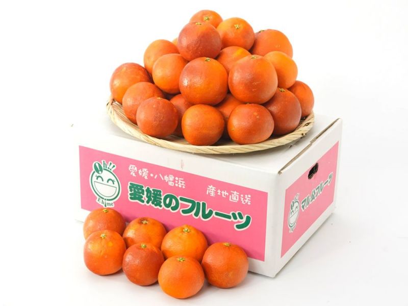 萩森農園・ブラッドオレンジ タロッコ【家庭用】5kg（30～50個