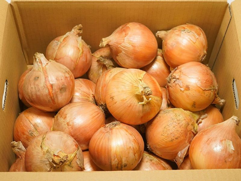甘い人気品種　　完熟トキ　　大玉１０kg２８ー３２玉 完熟たまねぎ 10kg | 成井さんちの完熟たまねぎ 淡路島