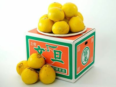 大矢野有機農産物供給センター・天草産パール柑【大玉】（7kg）12玉