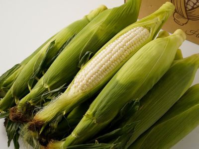 ◆限定1個◆高品質 玉石彫刻 とうもろこし　コレクション 送料無料　本物保証 堀農園・久留米とうもろこし（品種：ホワイトショコラ） | 安心堂 食の