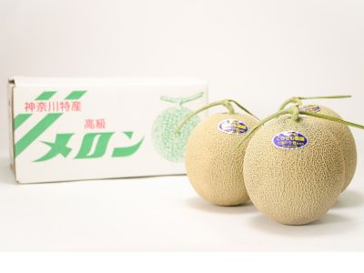 藏光農園・さつきハッサク 5kg（16玉前後）超木成り完熟八朔