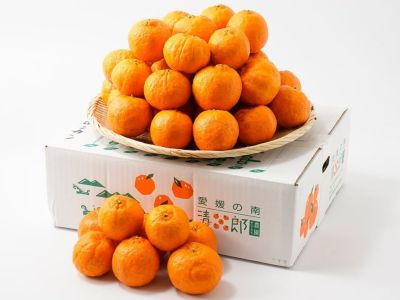 清木場果樹園・樹上完熟きんかん黄金丸（1kg） | 安心堂 食の