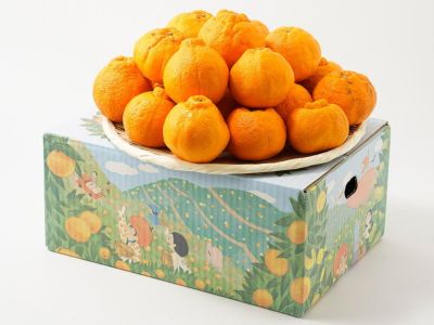 白鳥農園・伊豆産ニューサマーオレンジ（3kg） | 安心堂 食のSELECT