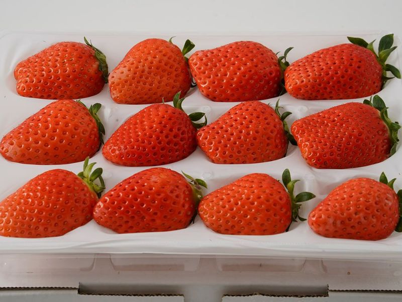 000000020861-01-l.jpg?t=