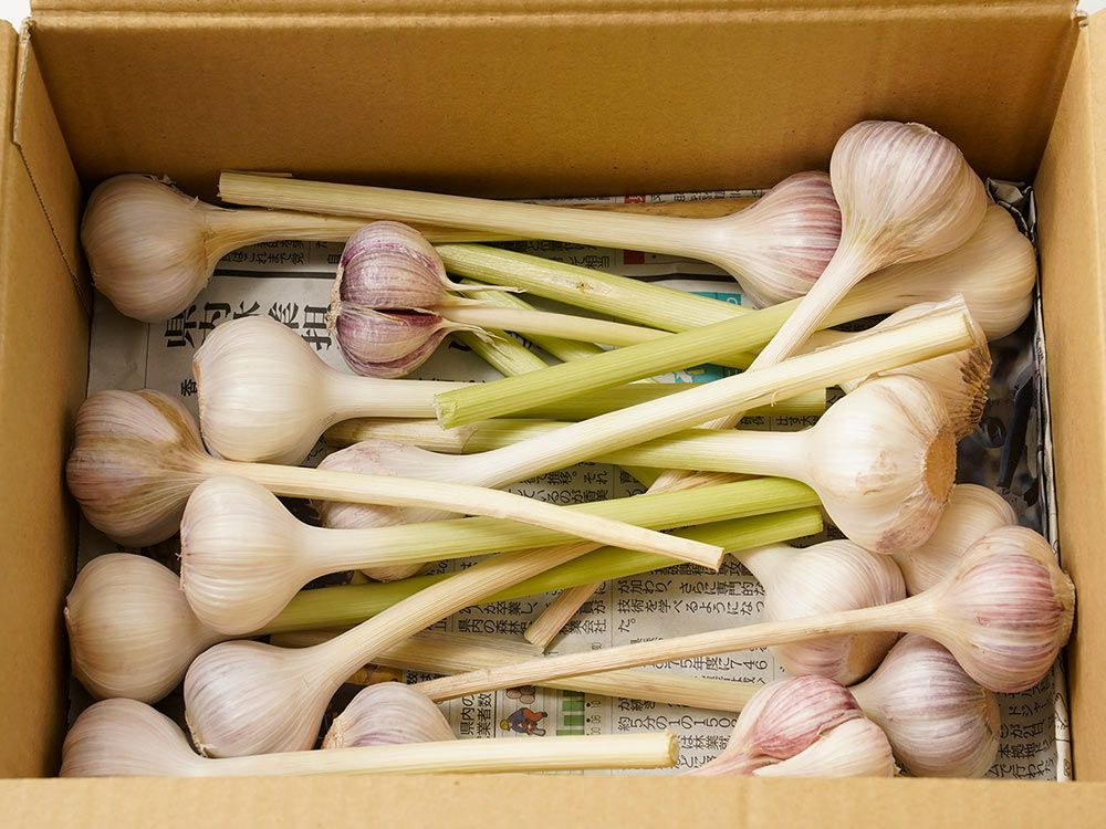 のらファーム・農薬不使用 土佐にんにく | 安心堂 食のSELECTネット