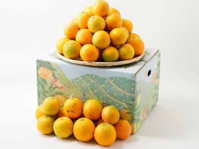 藏光農園・さつきハッサク 3kg（10玉前後）超木成り完熟八朔
