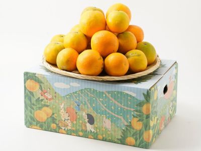 Premiumみかん5kg せとか5kg 見た目傷あり・大きさ不ぞろいでお値打ち価格の愛媛西宇和産せ
