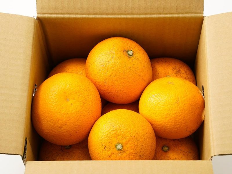 マリリンさま①8kg 自然農法　栃木県　完熟　6月下旬発送！ 令和4年産栃木県特一等米ゆうだい2130玄米キロ無