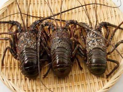 三浦水産・極冷 伊勢海老400g（200g×2尾） | 安心堂 食のSELECT