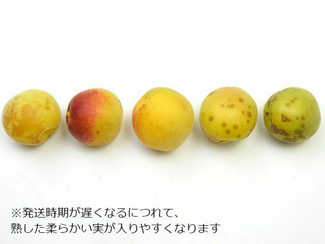 曽我の梅『十郎』生梅 秀品 10キロ - メルカリ