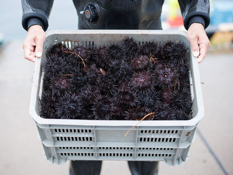 片倉商店・宮城県産冷凍うに【金華うに雪幻】100g | 安心堂 食のSELECT