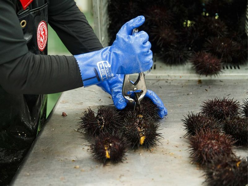 片倉商店・宮城県産冷凍うに【金華うに雪幻】100g | 安心堂 食のSELECT