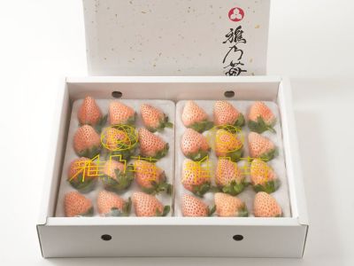 大矢野有機農産物供給センター・天草産パール柑【中玉】（9kg）20玉