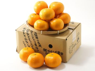国産ベルガモットオレンジ果実　約8kg 送料込み ☆【秀品】 富田農園・生ベルガモット果実（5kg） | 安心堂 食のSELECTネットショップ